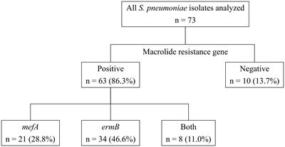 Molecular and phenotypic characterization of Streptococcus pneumoniae isolates in a Japanese tertiary care hospital